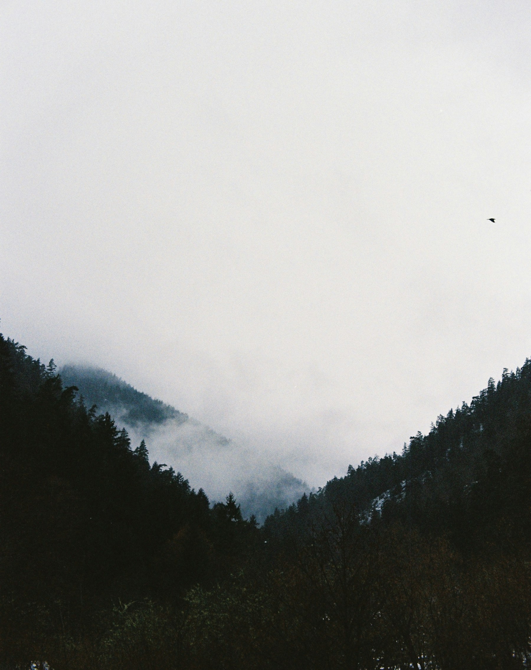 A lone bird flying above a foggy forest in a grainy 35mm photograph